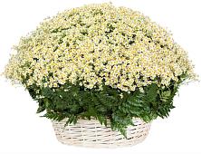 Цветочная композиция из Ромашки в корзине #REPLACE_PRED# Бытошь